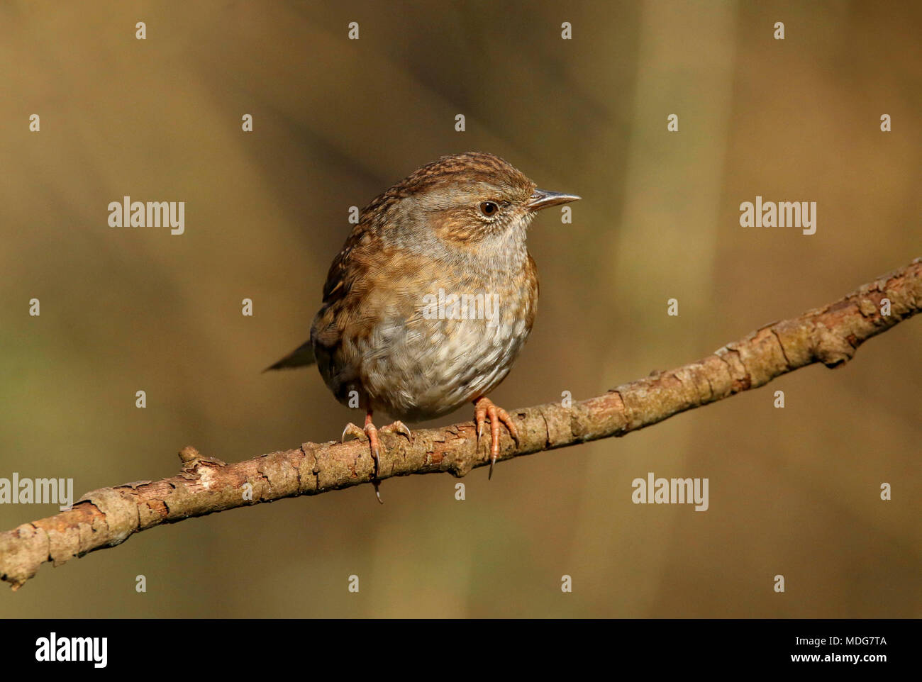 Dunnock thront auf einem Zweig in der britischen Landschaft (Phasianus colchicus) Stockfoto