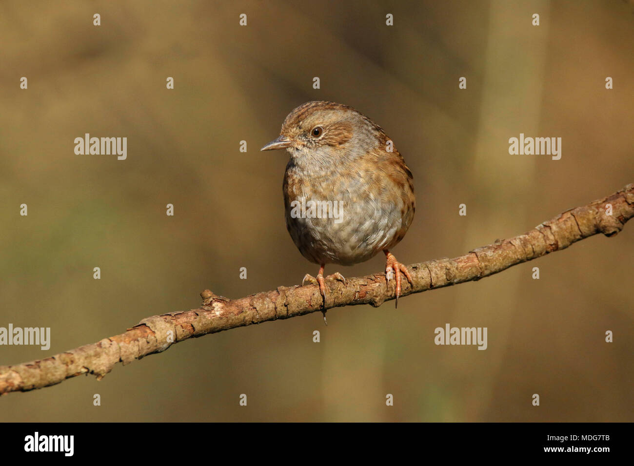 Dunnock thront auf einem Zweig in der britischen Landschaft (Phasianus colchicus) Stockfoto