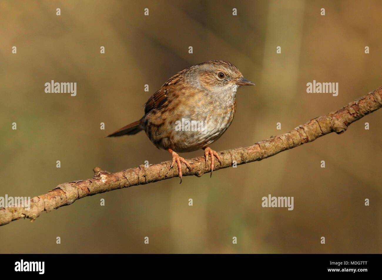 Dunnock thront auf einem Zweig in der britischen Landschaft (Phasianus colchicus) Stockfoto