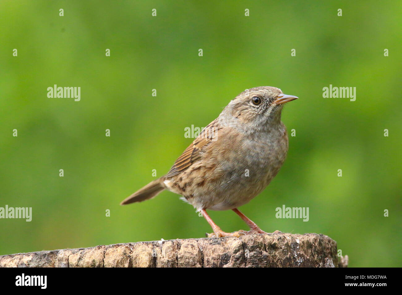 Dunnock thront auf einem Zweig in der britischen Landschaft (Phasianus colchicus) Stockfoto