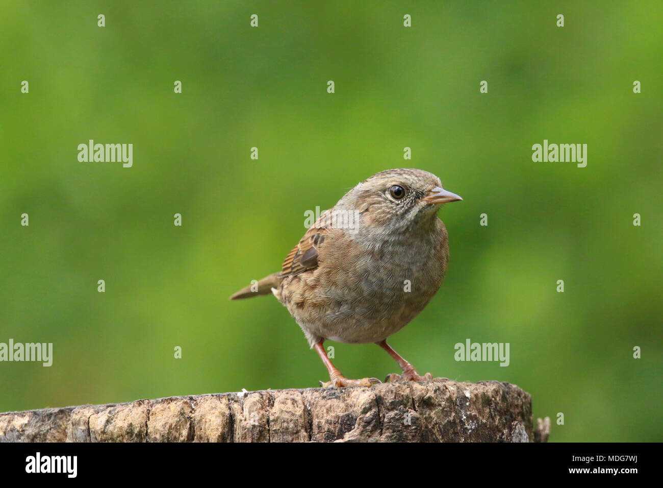 Dunnock thront auf einem Zweig in der britischen Landschaft (Phasianus colchicus) Stockfoto