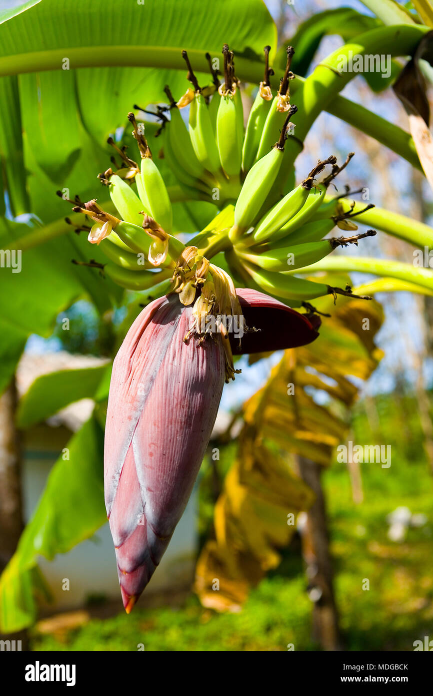 Eine groe Blume und die Frchte einer Bananenstaude. Close-up  Stockfotografie - Alamy