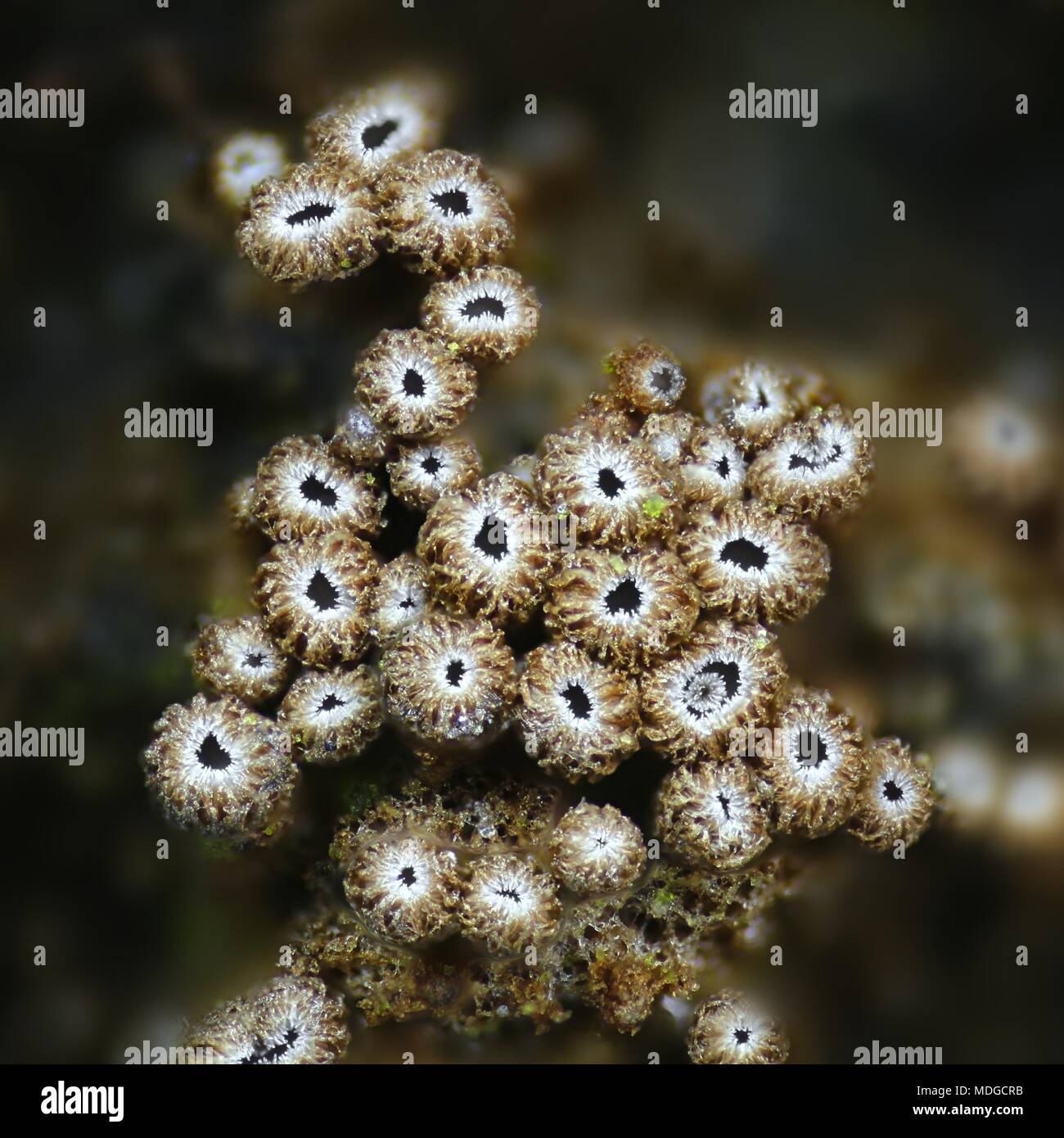 Mikroskopischer Pilz, Merismodes anomala, ein Mikroskop Bild Stockfoto