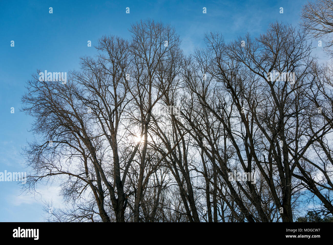 Fremont cottonwood Bäumen gegen den klaren blauen Himmel; Vandaveer Ranch; Salida, Colorado, USA Stockfoto