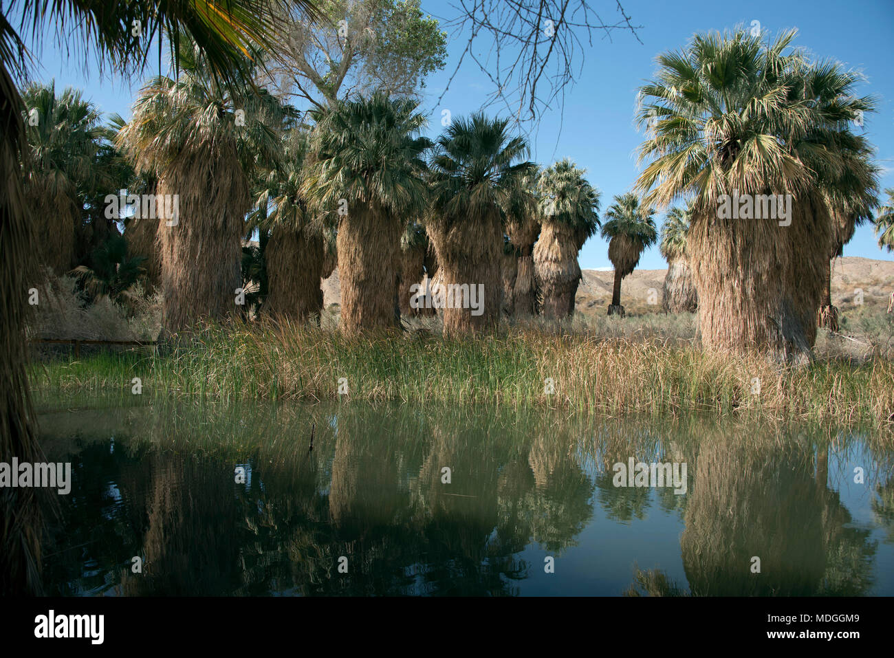 Eis am Strand brechen im Winter Stockfoto