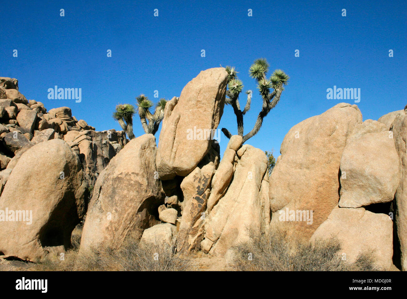 Joshua Tree Landschaft Yucca Buergeri Mojave Wüste Joshua Tree National Park, Kalifornien Stockfoto