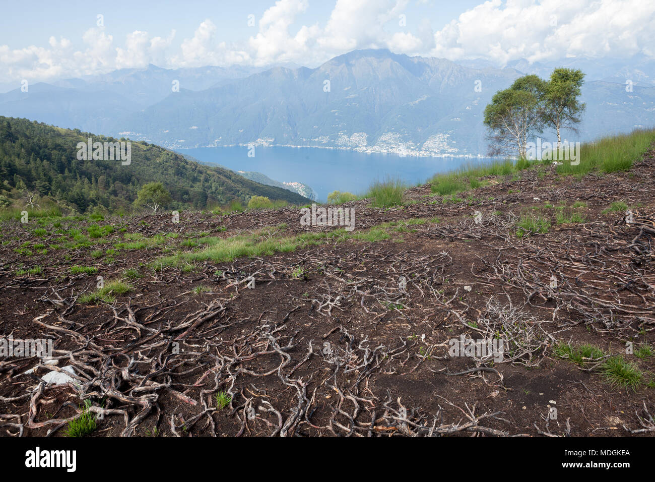 Die Schäden der Feuer auf dem Gipfel des Monte Paglione (Mount Paglione) mit Lago Maggiore (Lago Maggiore) im Hintergrund. Veddasca, Italien Stockfoto