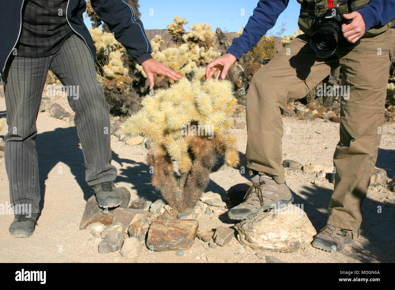 Cholla Cactus Garden im Joshua Tree National Park Stockfoto