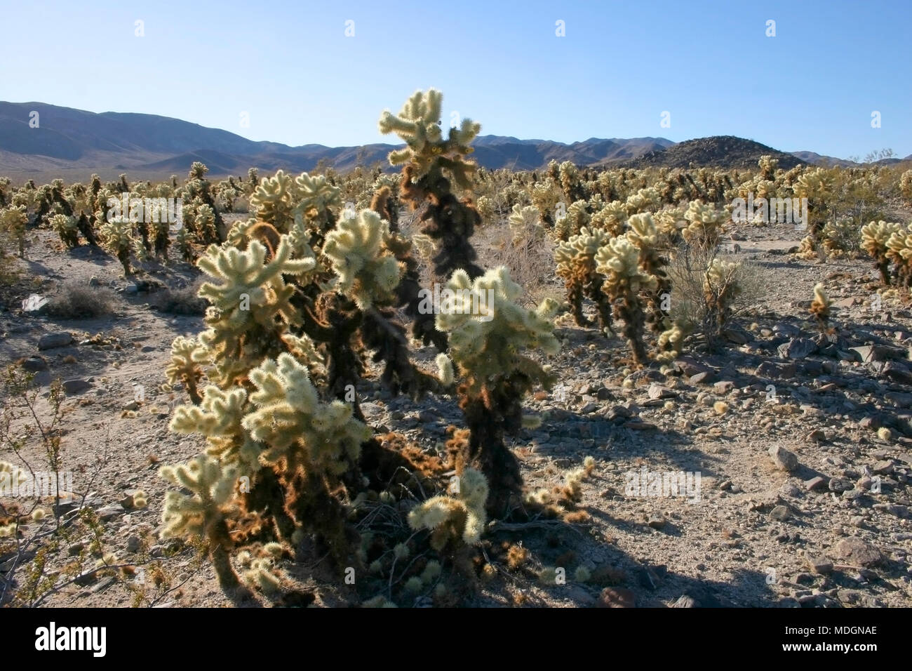 Cholla Cactus Garden im Joshua Tree National Park Stockfoto