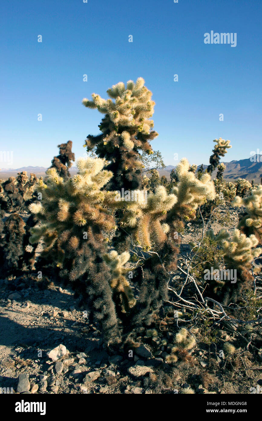 Cholla Cactus Garden im Joshua Tree National Park Stockfoto