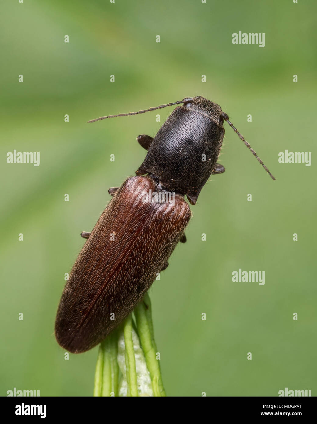 Klicken Sie auf Käfer in der Familie Elateridae auf Pflanze Blatt im Wald Lebensraum thront. Tipperary, Irland Stockfoto