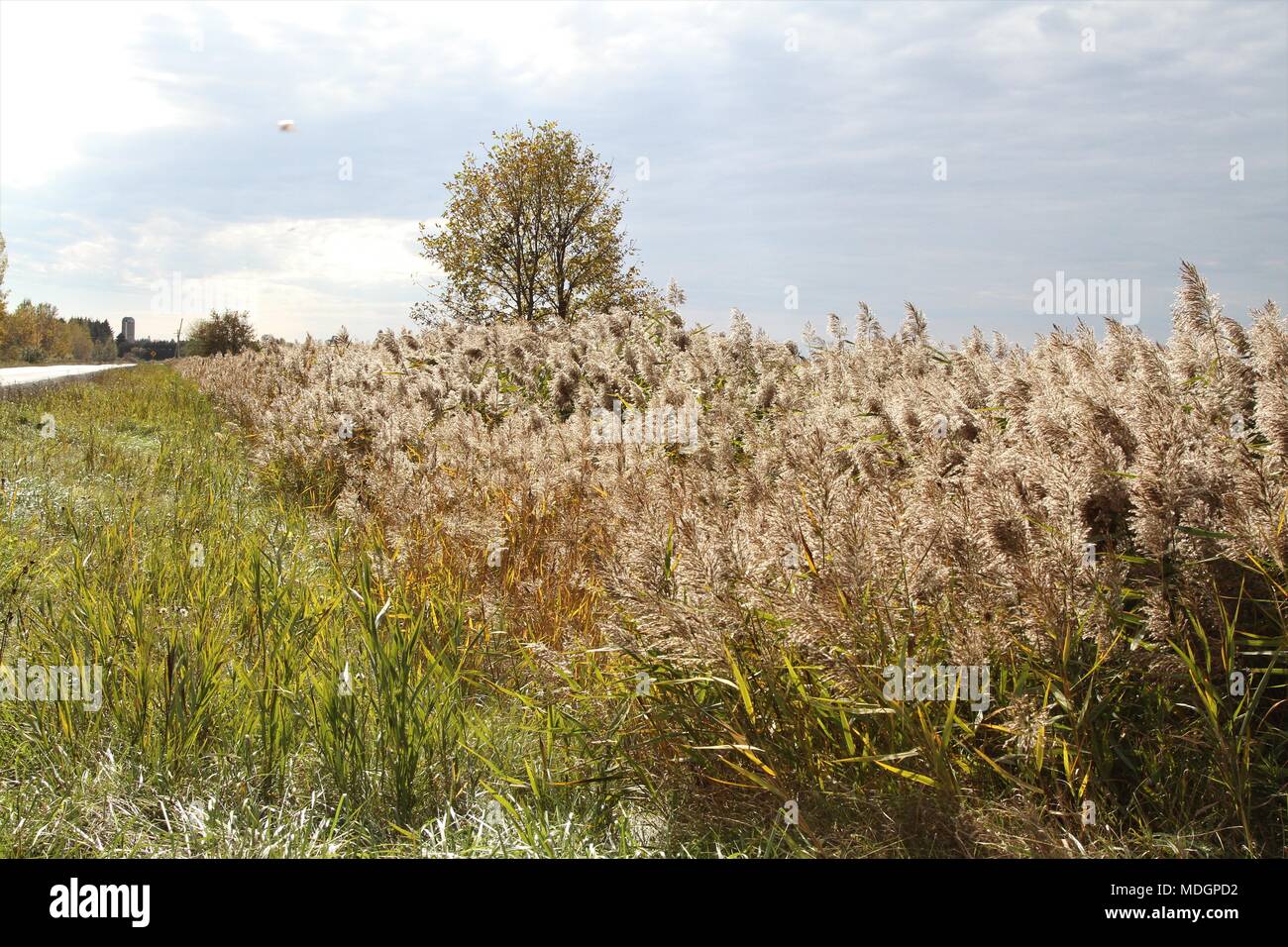 Schilf (Phragmites australis) ist eine mehrjährige Feuchtgebiet Gras, das wächst, 3-20 'Hoch mit hohlen Stängel. Stockfoto