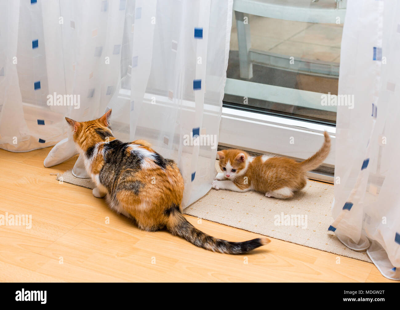 Eine Mutter Katze und Kätzchen saß in der Nähe der Vorhänge. Süße kleine Ingwer und weiße Katze auf den Schwanz von Erwachsenen tricolor Katze Stockfoto