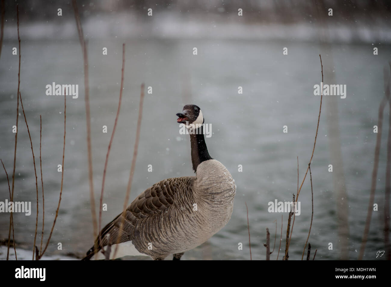 Kanadische Gans im Blizzard Stockfoto