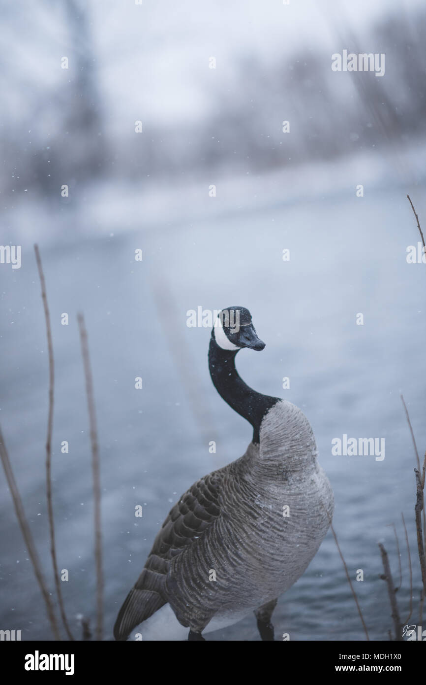 Kanadische Gans im Blizzard Stockfoto