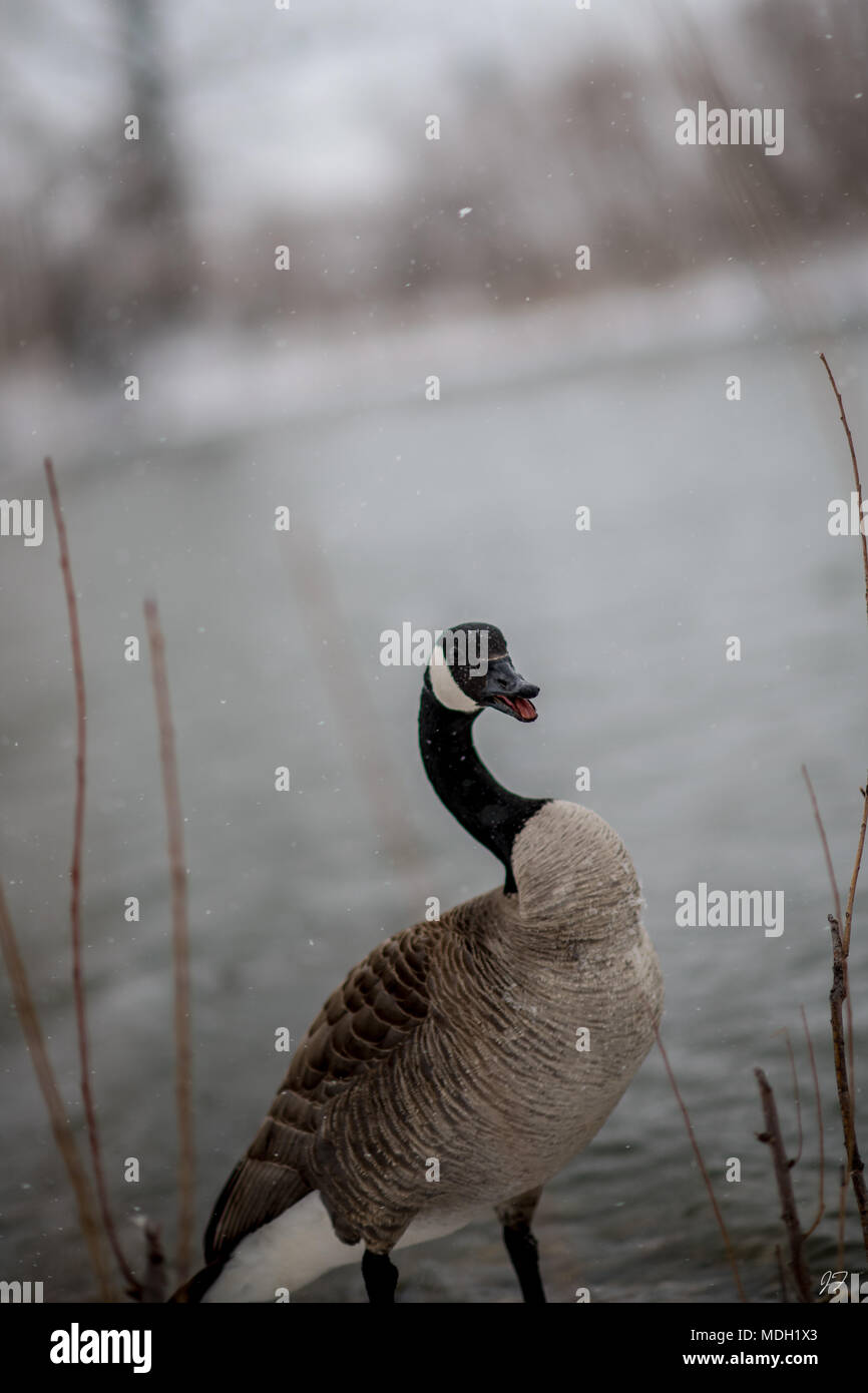 Kanadische Gans im Blizzard Stockfoto