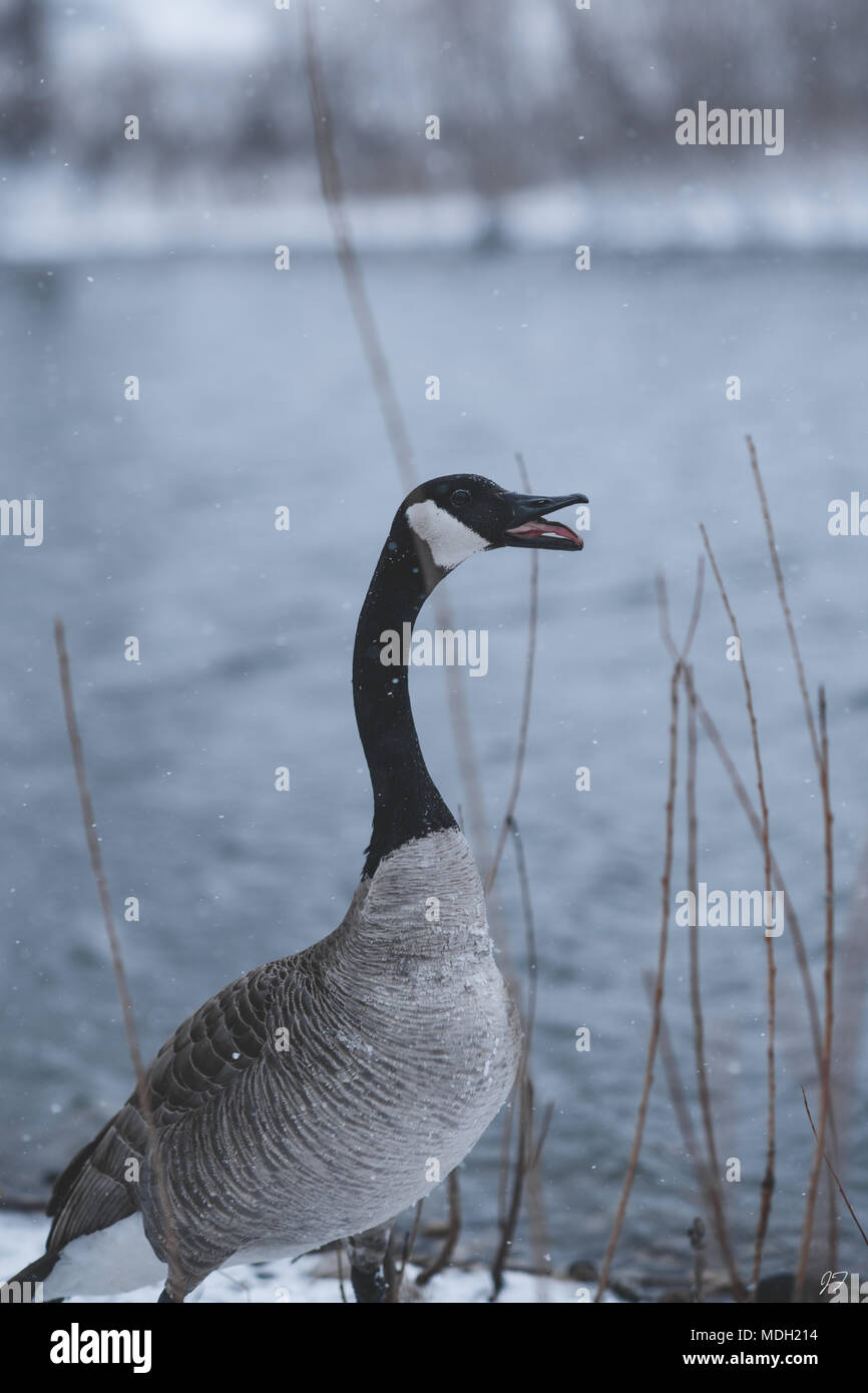 Kanadische Gans im Blizzard Stockfoto