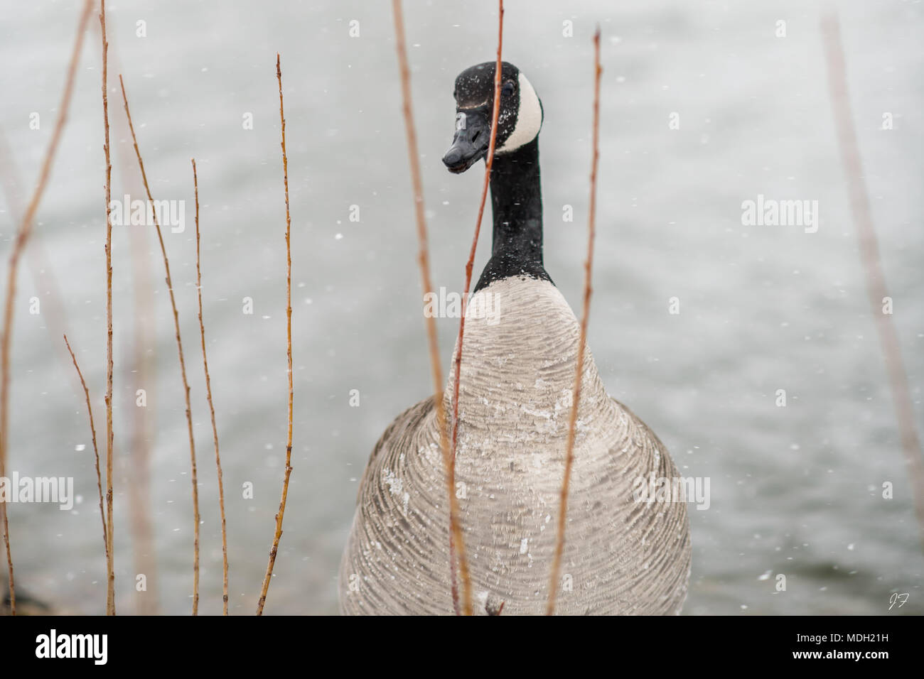 Kanadische Gans im Blizzard Stockfoto