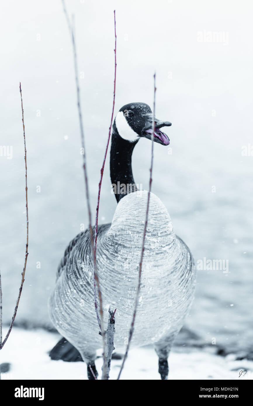 Kanadische Gans im Blizzard Stockfoto