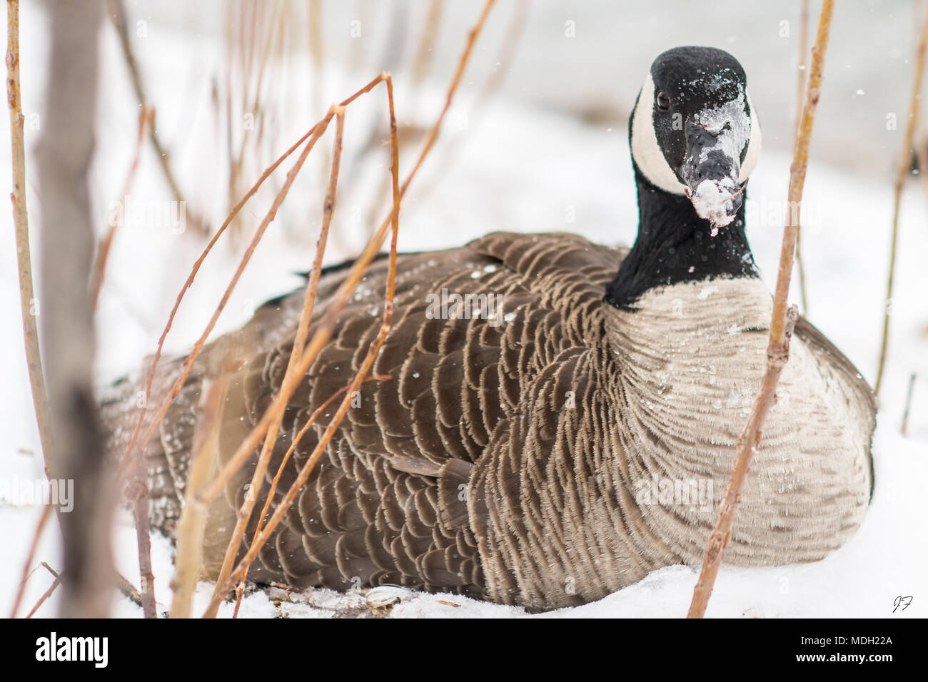 Kanadische Gans im Blizzard Stockfoto