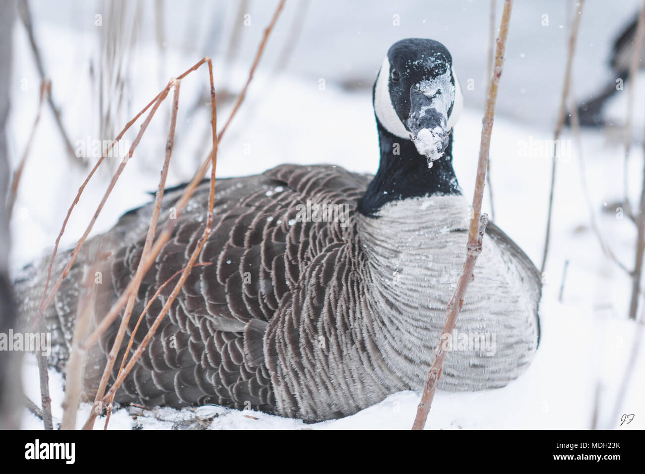 Kanadische Gans im Blizzard Stockfoto