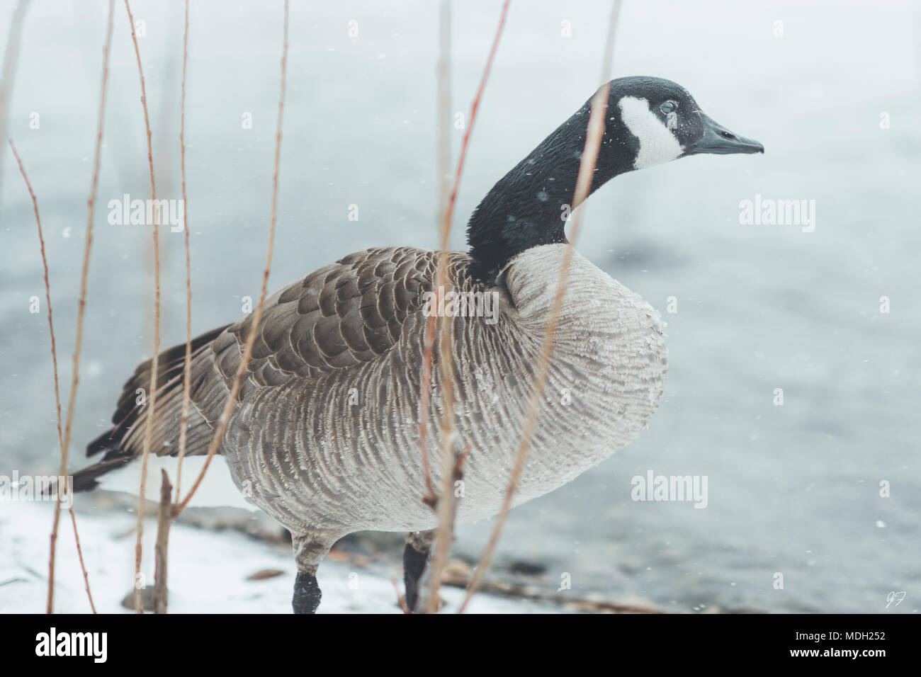 Kanadische Gans im Blizzard Stockfoto