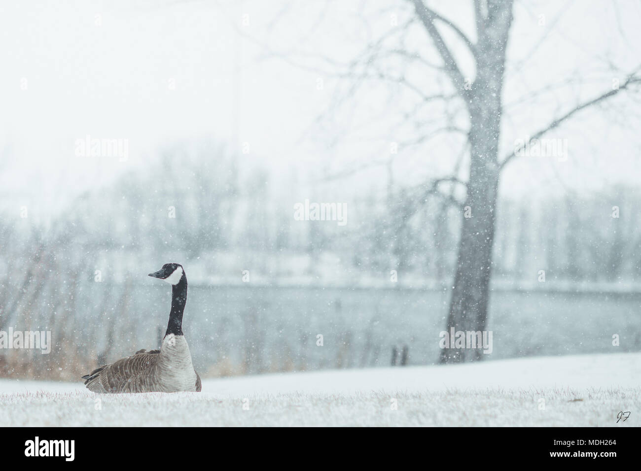 Kanadische Gans im Blizzard Stockfoto