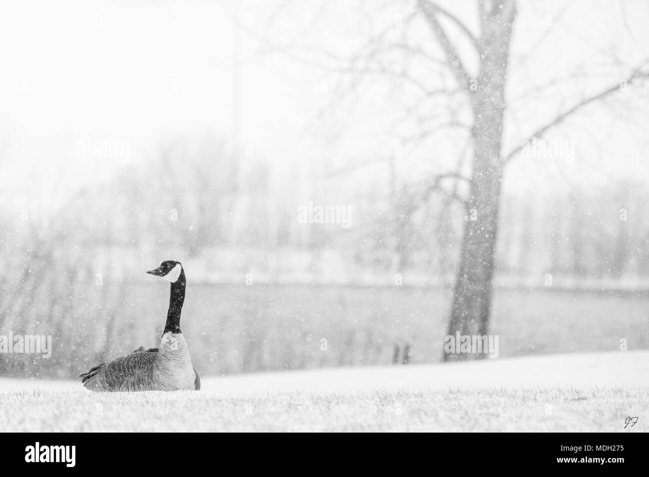 Kanadische Gans im Blizzard Stockfoto