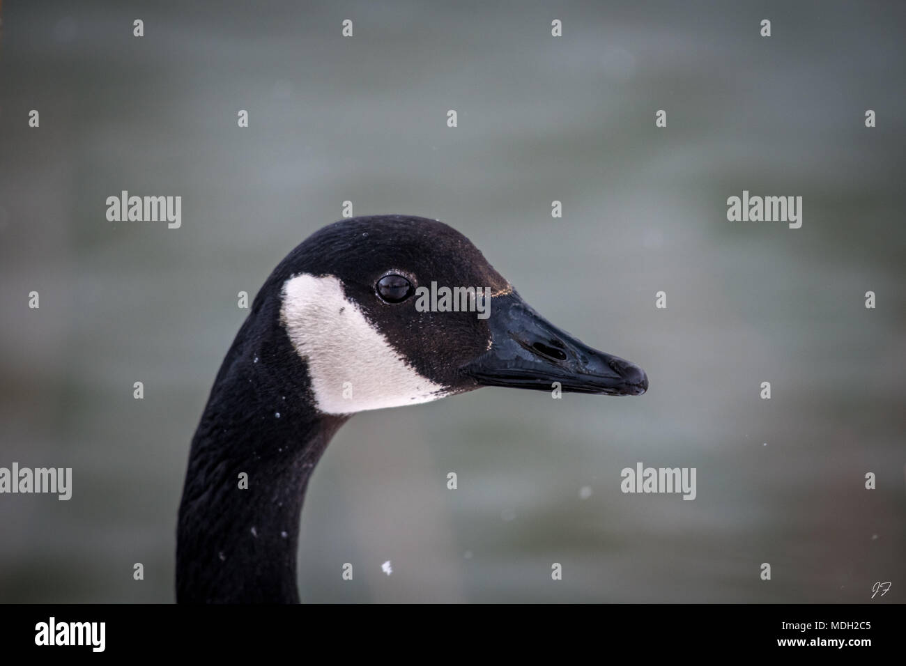 Kanadische Gans im Blizzard Stockfoto