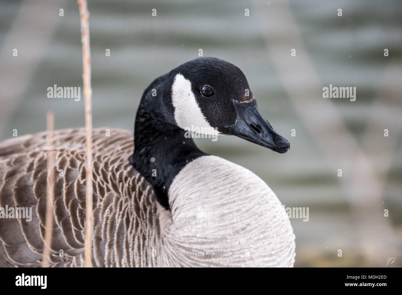 Kanadische Gans im Blizzard Stockfoto