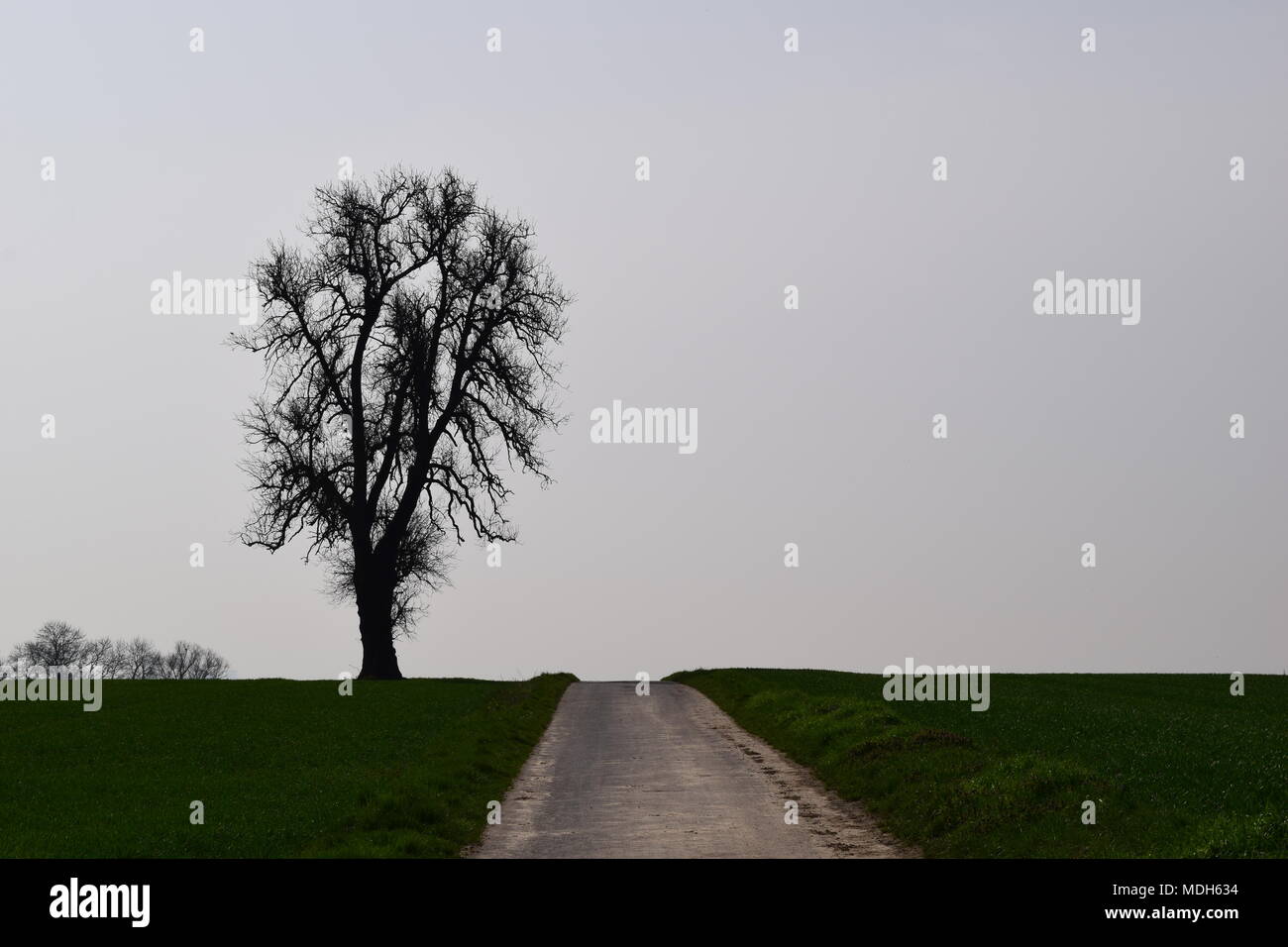 Toter Baum Stockfoto