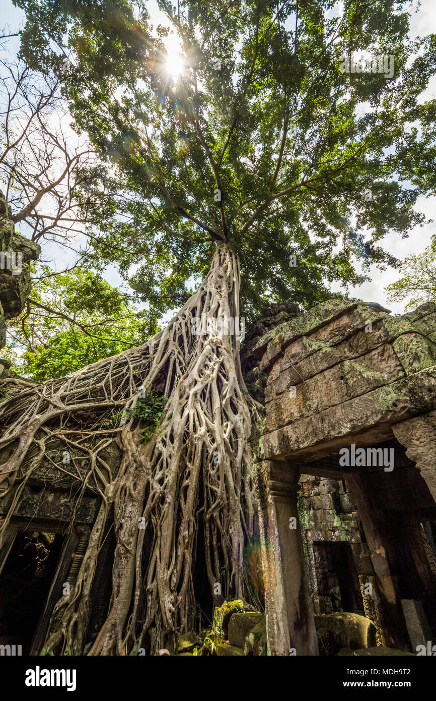 Wurzeln eines silk Cotton Tree (Ceiba pentadra) wachsende über den Ruinen von Ta Prohm; Angkor, Siem Reap, Kambodscha Stockfoto