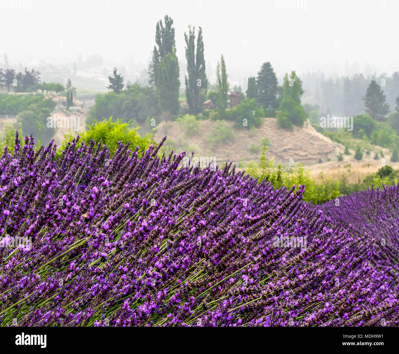 Vibrant violett Lavendel wächst in einem Feld in einem Lavender Farm; Naramata, British Columbia, Kanada Stockfoto