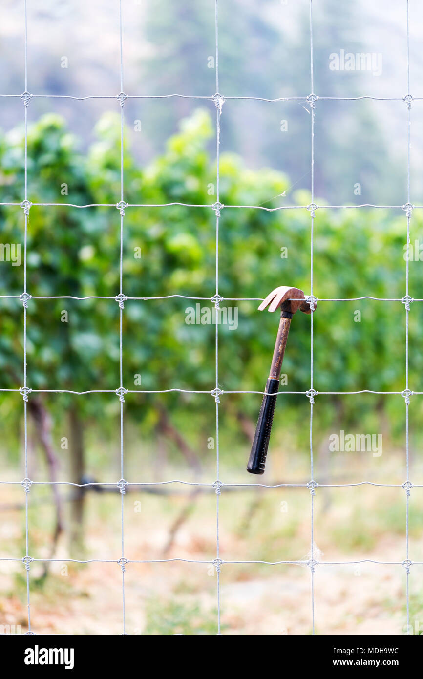Ein Hammer in den Zaun eines Weinbergs angespannt; Naramata, British Columbia, Kanada Stockfoto