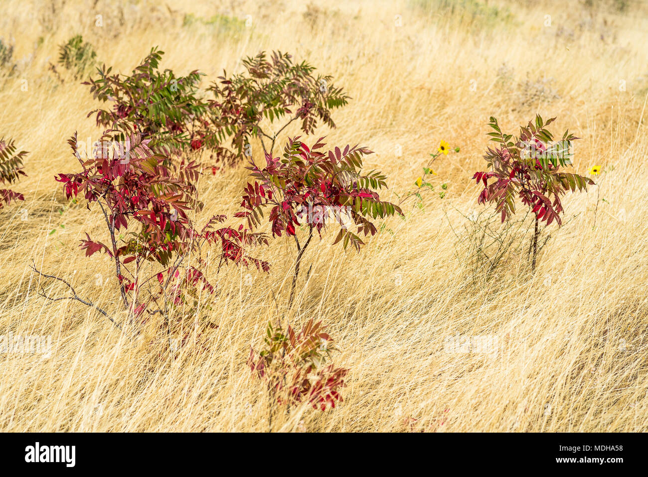 Sumach und Sonnenblumen in einem Feld der Farben des Herbstes, Eastern Washington; Maryhill, Washington, Vereinigte Staaten von Amerika Stockfoto