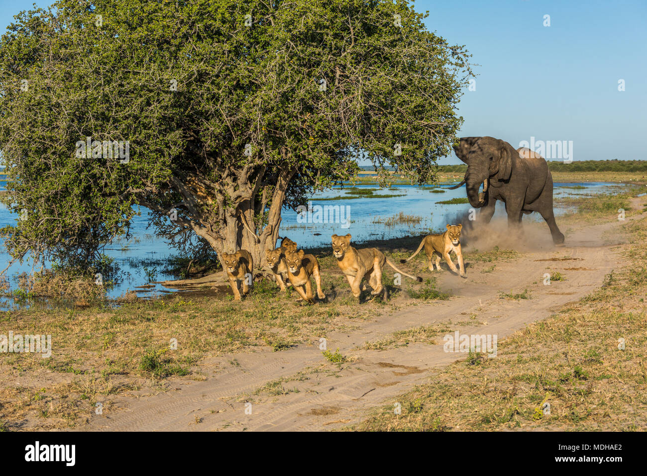 Afrikanischen Busch Elefant (Loxodonta Africana) jagt sechs Löwen (Panthera leo) entfernt am Ufer des Flusses; Botswana Stockfoto