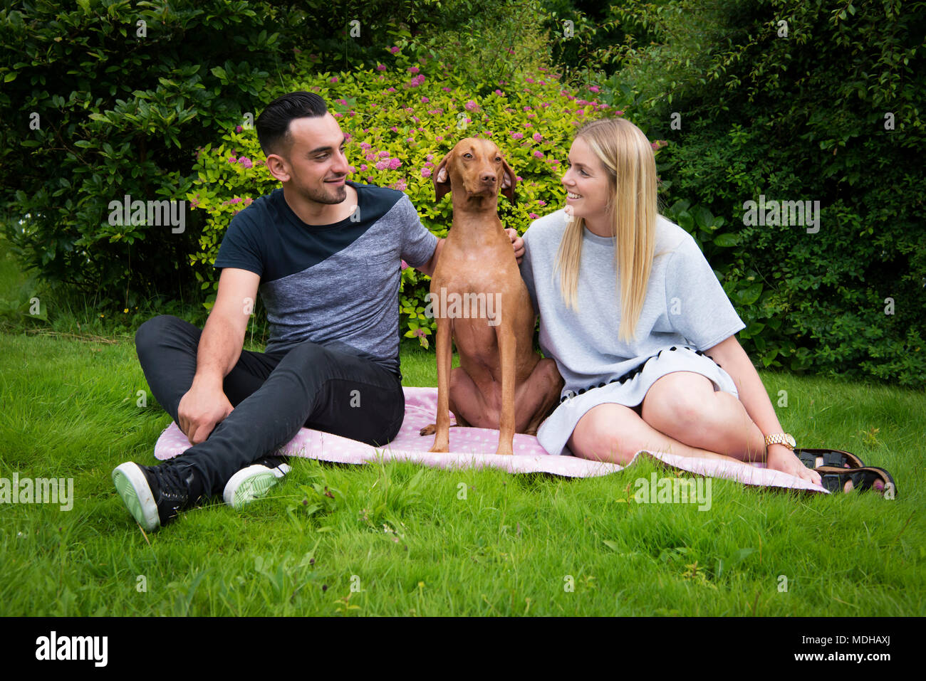 Junges Paar sitzt auf einer Decke auf dem Rasen mit Ihren Vizsla Hund; Reigate, Surrey, England Stockfoto