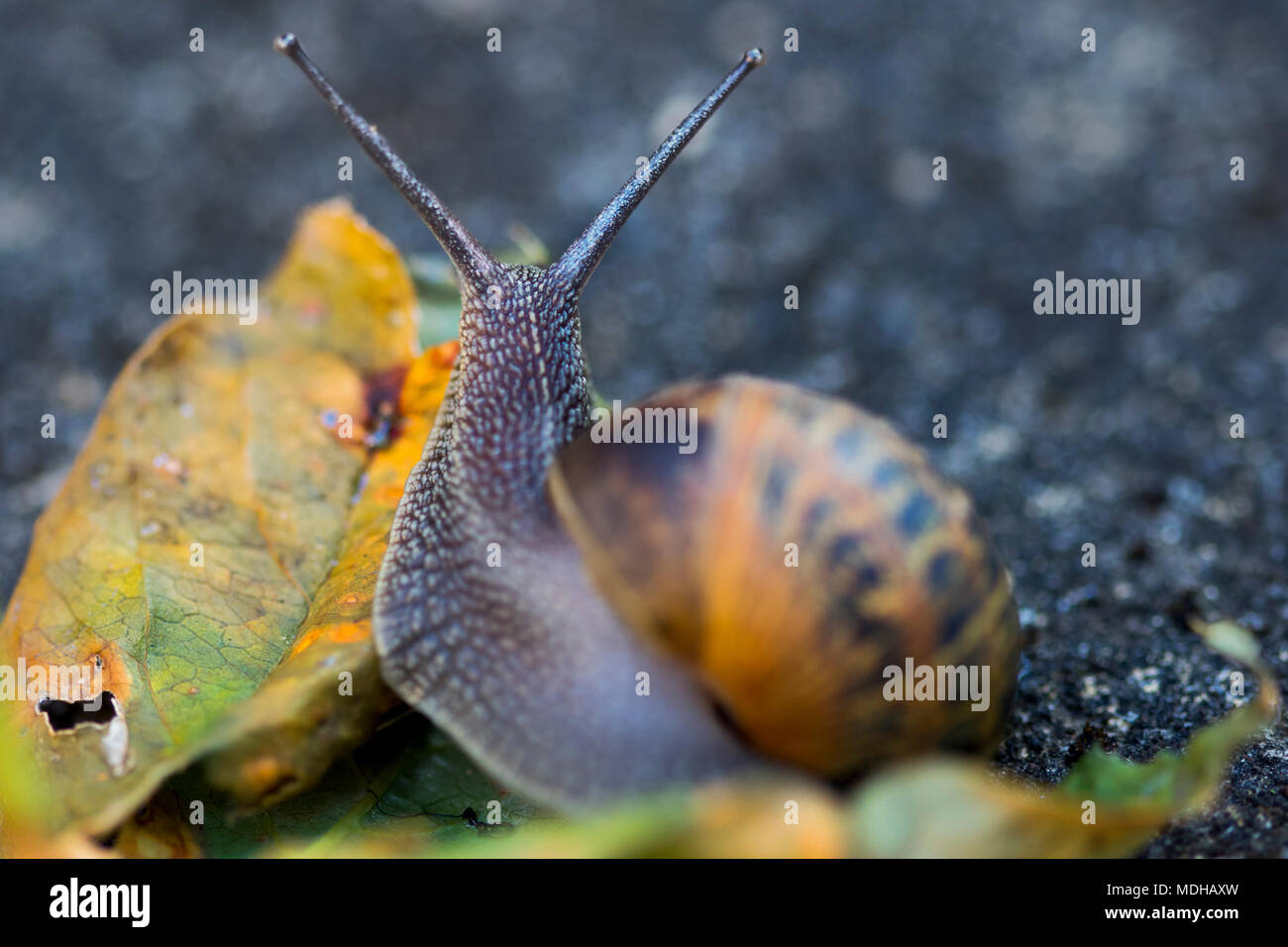Garten Schnecke mounts verrotten Blatt auf Beton mit Tentakeln in V-Form mit Detail der Schuppigen ventralen Fuß und Kopf verlängert - Makro Fotografie Stockfoto