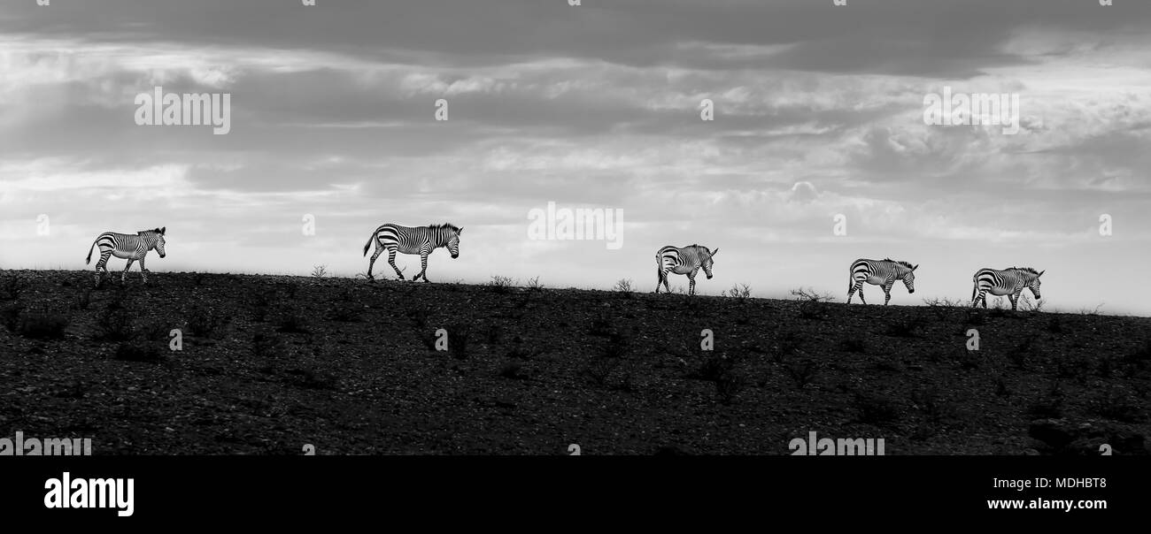 Fünf Zebras wandern in einer Reihe bei Sonnenuntergang; Sossusvlei, Otjozondjupa Region, Namibia Stockfoto