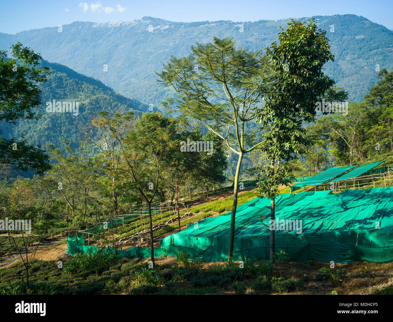 Glenburn tea estate Fotos und Bildmaterial in hoher Auflösung Alamy