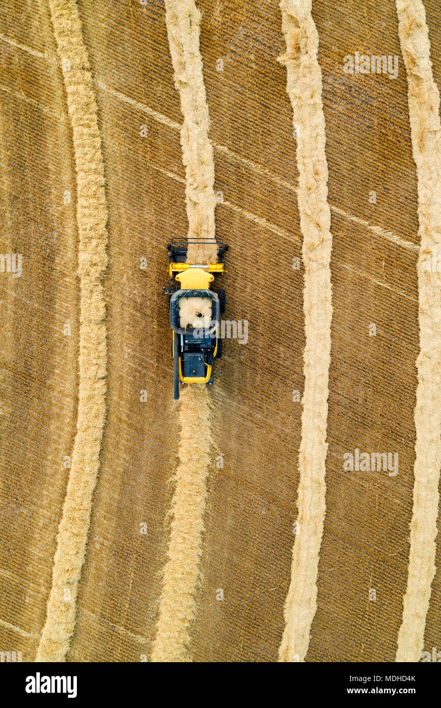 Luftaufnahme direkt über eine Verwertungsgesellschaft kombinieren Linien von Getreide; Beiseker, Alberta, Kanada Stockfoto