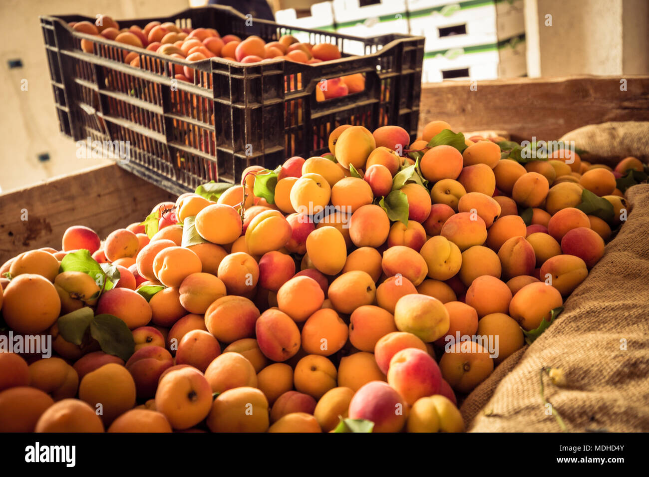 Aprikose Ernte. Korb mit frischen Bio Aprikosen Stockfoto