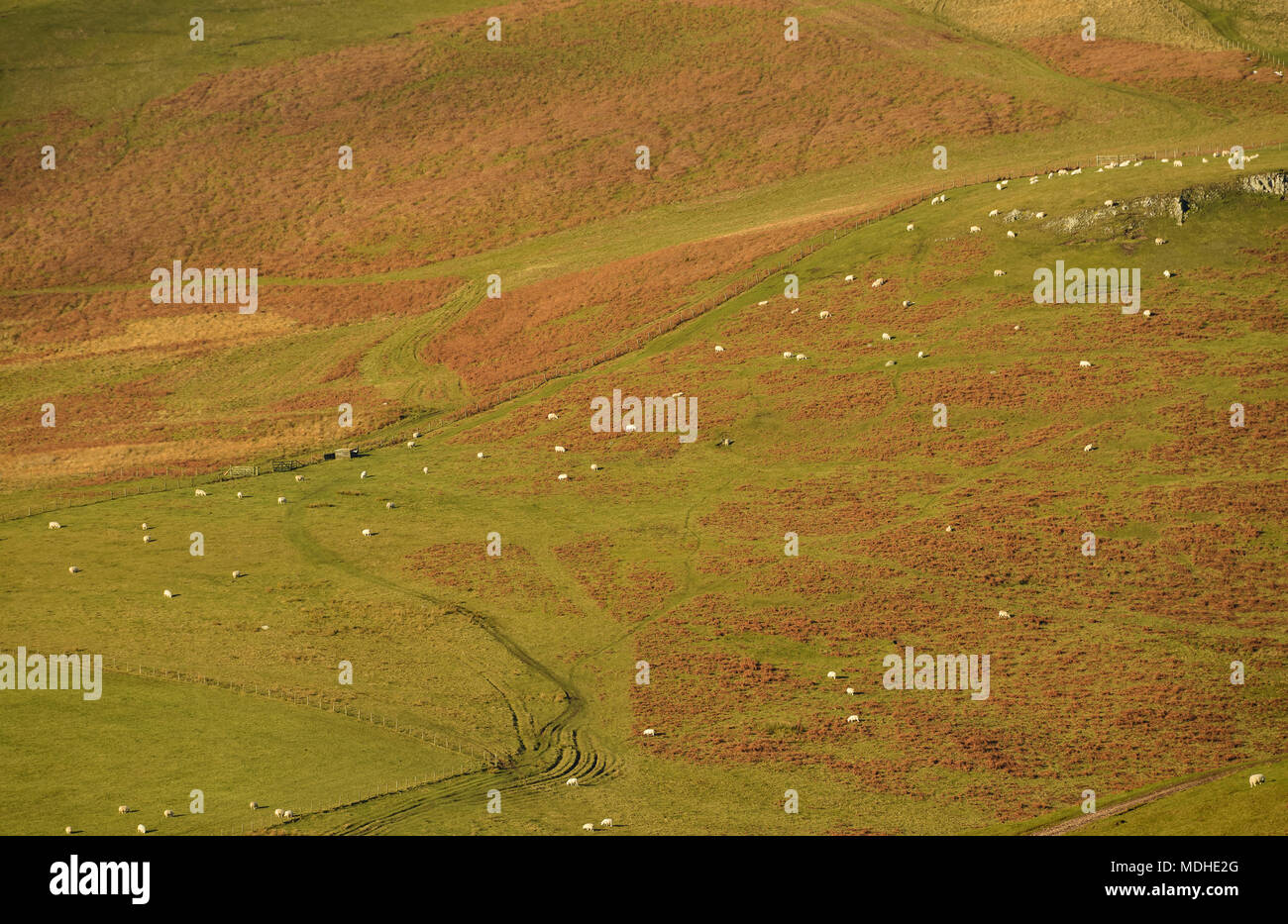 Schafe auf Cheviot Hills, Northumberland National Park; Northumberland, England Stockfoto