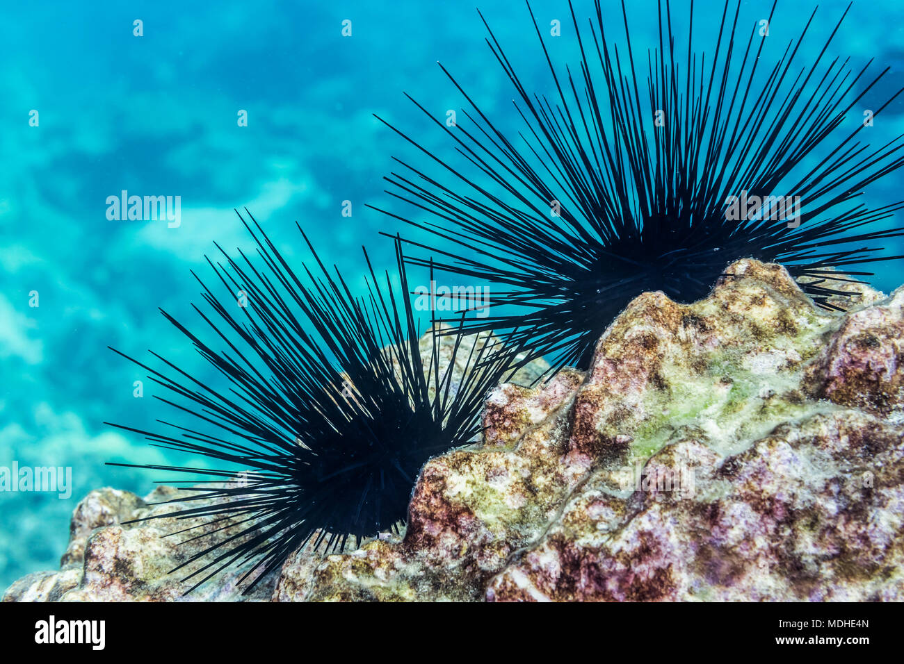 Dieses Paar von giftigen Lange-Spined Seeigel (Diadema paucispinum) thront auf einem Riff wurde beim Tauchen entlang der Kona Küste fotografiert. Stockfoto