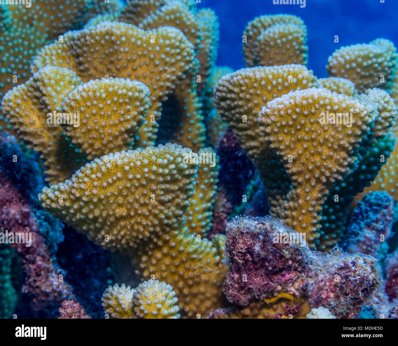 Geweih Coral (Pocillopora grandis) fotografiert während Tauchen die Kona Küste; Insel von Hawaii, Hawaii, Vereinigte Staaten von Amerika Stockfoto