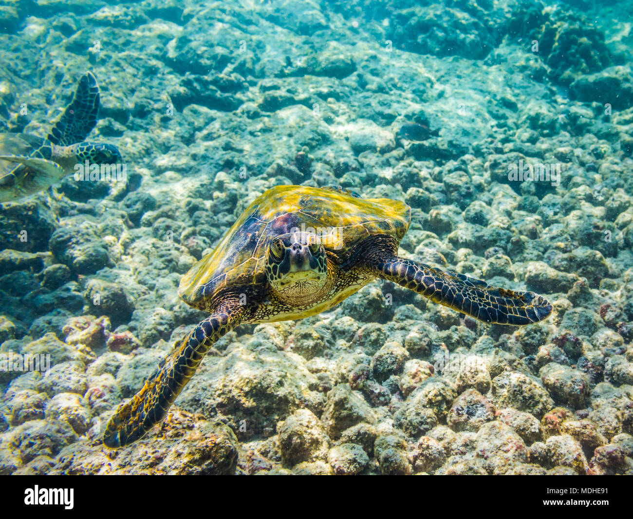 Grüne Schildkröten (Chelonia mydas) auf der Suche nach der Nahrung sind, beim Schnorcheln entlang der Kona Küste fotografiert; Insel von Hawaii, Vereinigte Staaten von Amerika Stockfoto