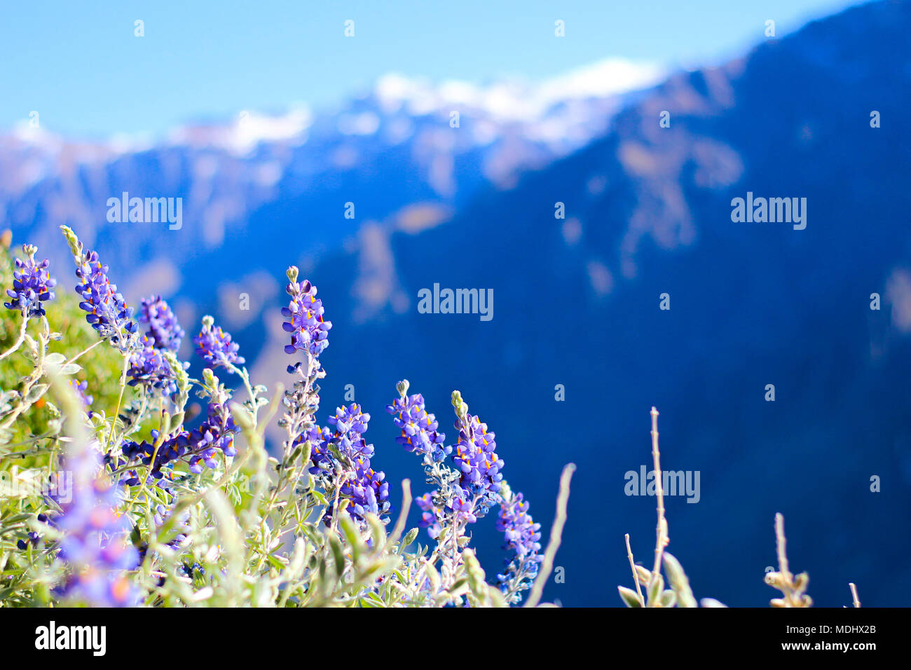 Colca Canyon Blumen Stockfoto