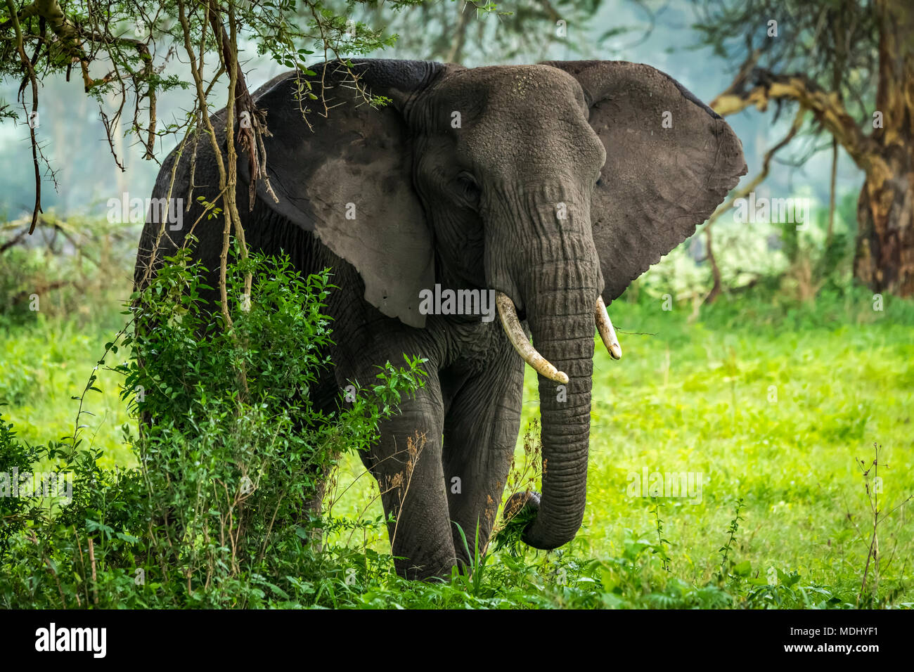 Afrikanischer Elefant (Loxodonta africana) sucht belaubten Zweigen im Clearing, Ngorongoro Krater, Tansania Stockfoto