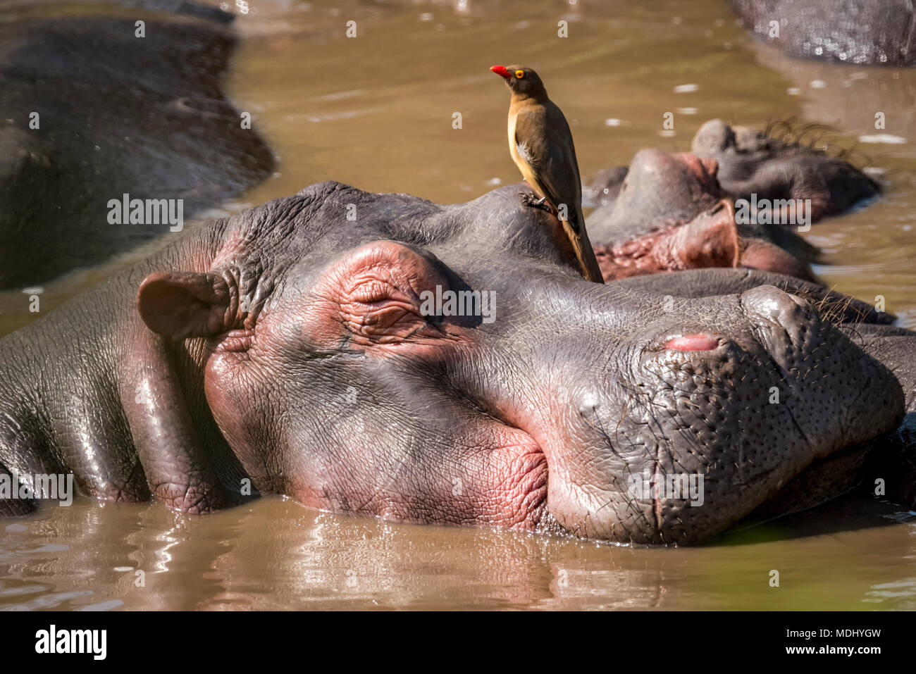 Close-up Flusspferd (hippopotamus amphibius) mit einem Red-billed oxpecker (Buphagus erythrorhynchus) auf dem Kopf, Serengeti National Park Stockfoto