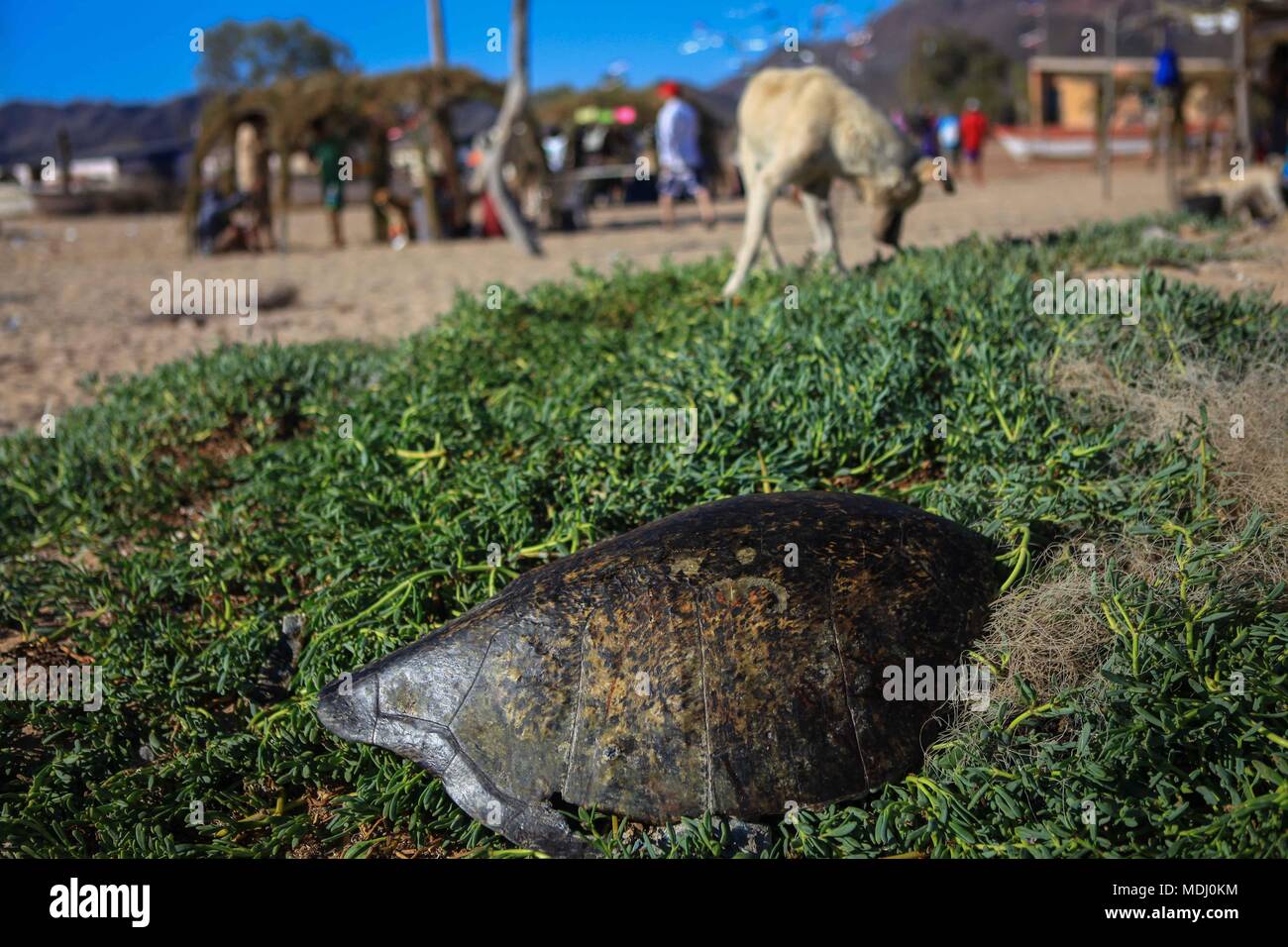 Seri ist der Name einer ethnischen Gruppe, die das Leben im mexikanischen Bundesstaat Sonora. Das Wort für diese Stadt ist von unbekannter Herkunft, aber seine Mitglieder thems Stockfoto